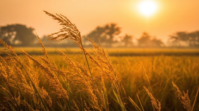 Golden Hues of Ripe Paddy Stalks in a Rural Field Under the Warm Sunset