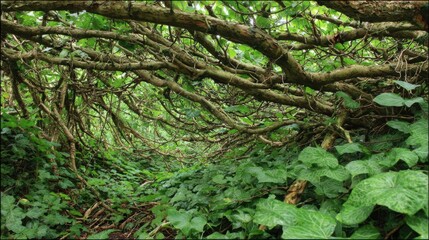 Obraz premium Thick tangled vines and lush green foliage creating dense forest undergrowth in a natural woodland setting