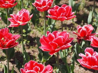 Fototapeta premium 新潟県産チューリップ 越春香