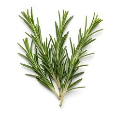 Obraz premium Fresh rosemary sprigs with woody stems 