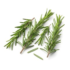 Fototapeta premium Fresh rosemary sprigs with woody stems 
