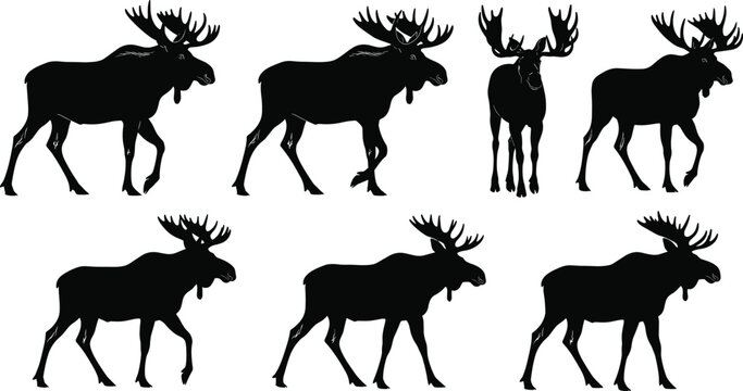 Black Silhouette Collection of Seven Moose in Various Walking Poses and Profiles Isolated on White Background Representing Wild Nature Forest Animals and Northern Wildlife Vector