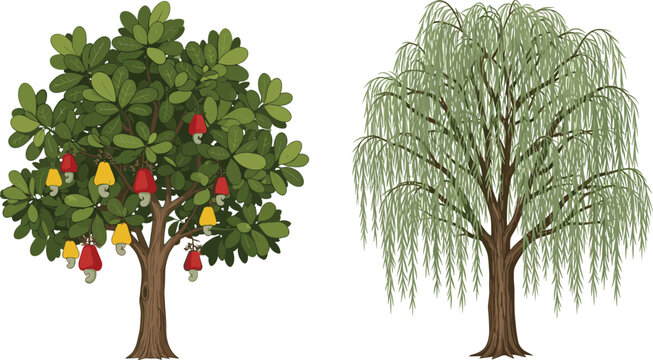 Cashew tree with red and yellow fruits, weeping willow tree with green foliage, isolated on white background, botanical nature illustration set.