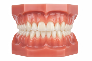 Dental Teeth Model Orthodontic Education Oral Anatomy