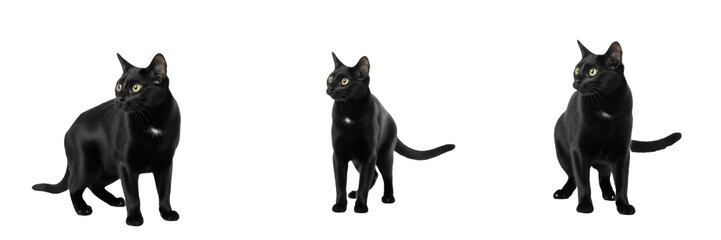 Black Cat Image Set in Different Poses Isolated on White Background