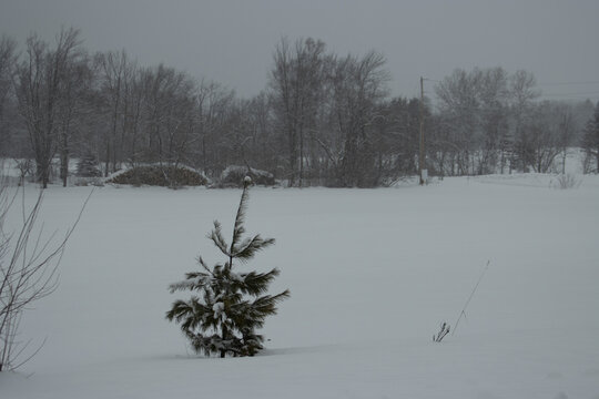 A lone pine tree by a field in the snow