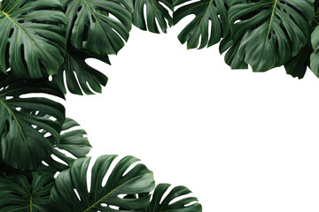 Dark green monstera leaves framing a black background with copy space tropical