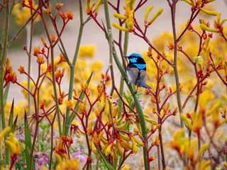Superb Fairy Wren amongst the Yellow Kangaroo Paw 
