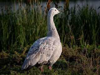 Obraz premium Rare Cape Barren Goose 