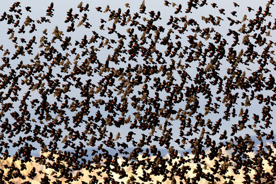 murmuration of birds