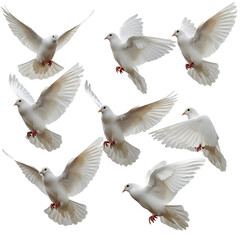 Obraz premium Multiple White Doves Flying on White Background