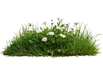 Cluster of white daisies blooming in lush green grass on black background daisy flower 1