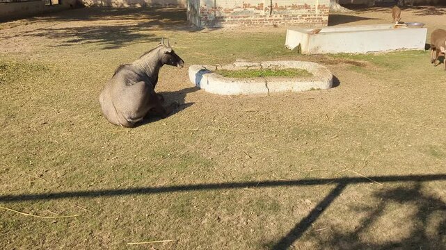 Peaceful deer large blue bull animal rests by water trough 4k video