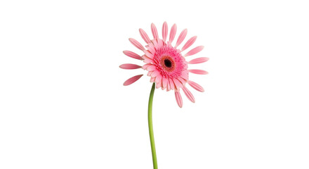 Single pink gerbera daisy flower with green stem isolated PNG with Transparent Background