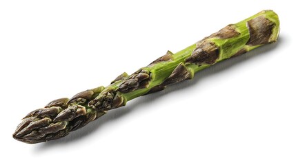Single fresh asparagus spear with tightly closed tip and textured stalk