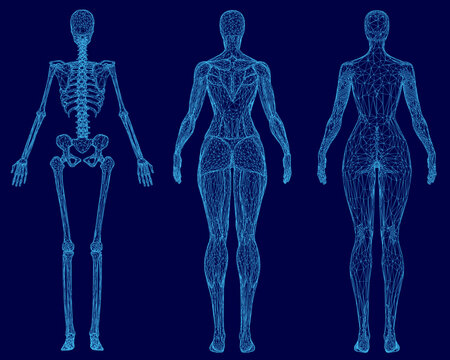 A female skeleton wireframe with detailed muscles and anatomical structures appears on a blue background for medical or educational use.