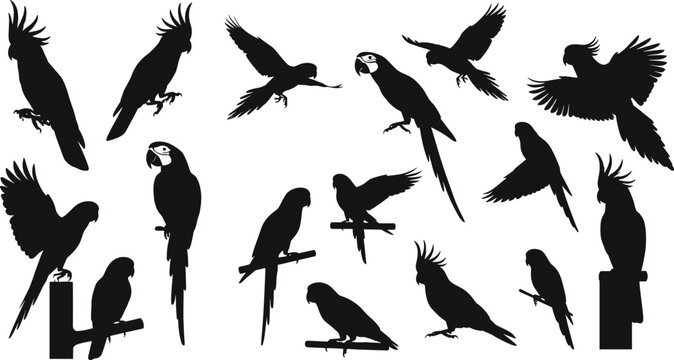 Black parrot and cockatoo bird silhouettes set flying and perched tropical vector isolated on white background