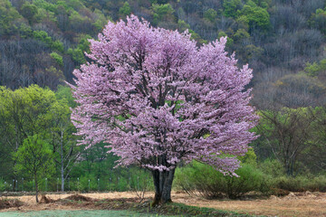 桧原の一本桜・山桜・裏磐梯（福島県・北塩原村）