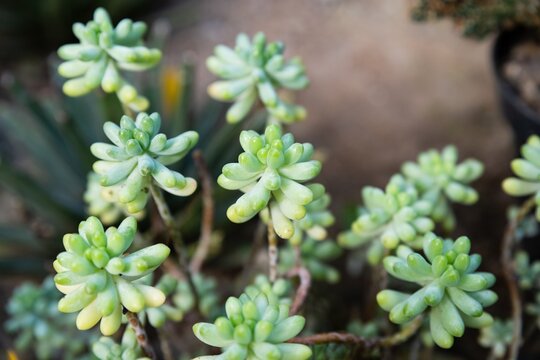 Macro view of sedum pachyphyllum with fleshy rounded leaves, healthy succulent plant in garden setting, natural texture and soft focus background.