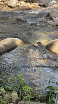 Clear water flowing over rocks in a natural forest stream
