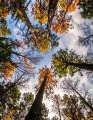 Obraz premium An upward perspective of towering trees reaching for a bright, partly cloudy sky, showing autumn foliage