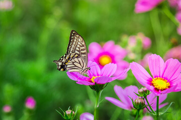 Obraz premium Honeybee Among Woodland Bushes Macro Closeup