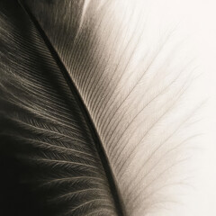 Obraz premium Extreme Macro of Soft Black Feather Texture on White Background