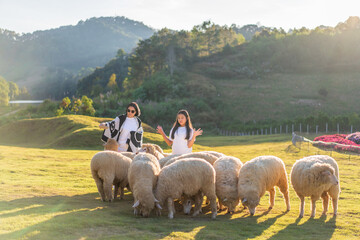 Asian child shepherd or kid girl with mother family happy feeding flock white sheep on nature grass or lawn field in valley mountain by backlight sunlight in sheep farm livestock on holiday travel