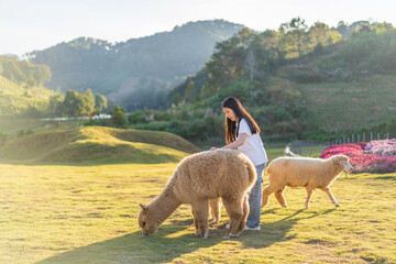 Asian child shepherd or young kid girl happy playing alpaca and white sheep on nature grass or lawn field in valley mountain by backlight sunlight in alpaca sheep farm livestock on holiday travel