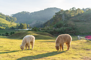 Two alpacas grazing on lawn or field meadow and valley in alpaca farm livestock and agriculture on nature park mountain and white mammals animal life in cold city farmland at Mae Hong Son in Thailand