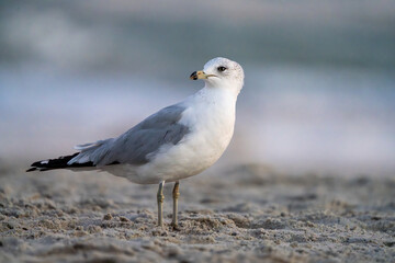 Seagull looking around for a meal.
