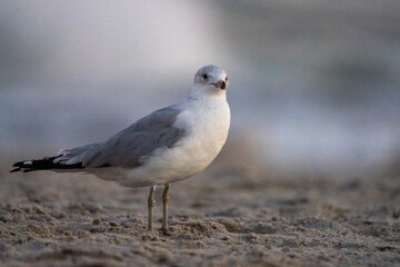 seagull on the beach in winter