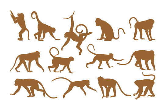 monkey silhouette collection set with various poses and positions