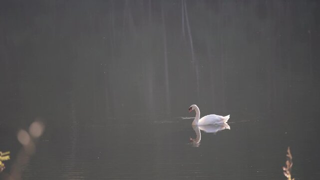 White swans or alone swan by animal floating on water or lake and nature river in Pang Ung Pang Tong Reservoir at Tham Pla National Park Pha Suea Waterfall Mae Hong Son to unseen in Asia Thailand