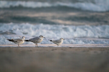 Seagulls on the beach in January