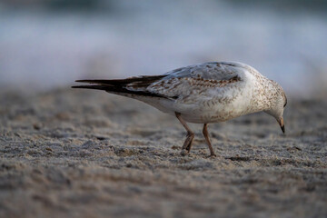 bird on the beach looking for a meal