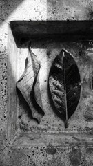 Motivation and Success: Fragile Leaf Surviving in Urban Concrete Landscape with background, cracked, glow, concrete, business, fragrance, cloud