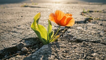 Motivation and Success: Fragile Leaf Surviving in Urban Concrete Landscape with background, cracked, fragrance, glow, concrete, cloud, business
