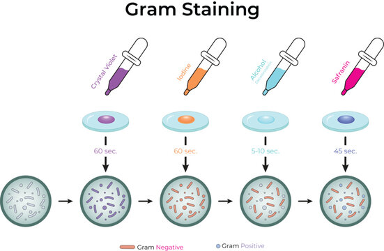 Gram Staining Procedure and Bacterial Differentiation