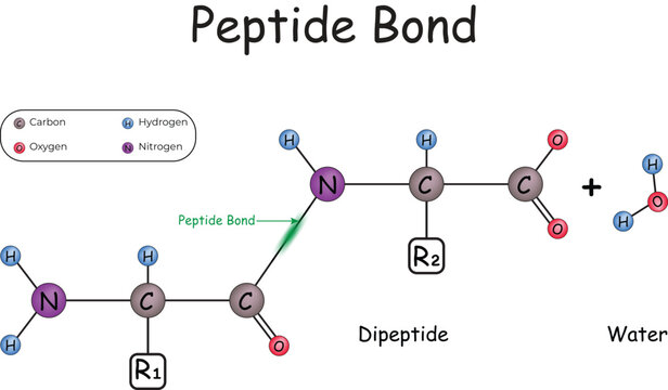 Peptide Bond Formation and Dipeptide Structure