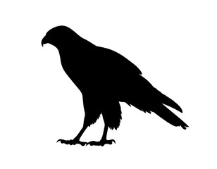 Obraz premium A black silhouette of a bird with a sharp beak and talons