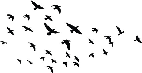 Fototapeta premium Black bird silhouettes flying in a large flock isolated on white background representing nature freedom migration wildlife and minimalist decorative graphic design elements for creative projects