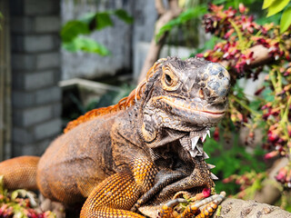 Pet red iguana. Red iguana walking on a tree branch, on a blurred natural background.
