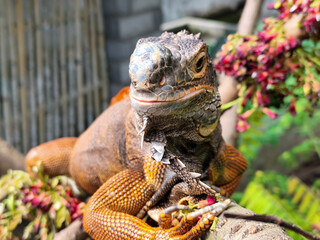 Pet red iguana. Red iguana walking on a tree branch, on a blurred natural background.