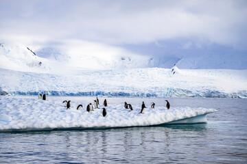 Gentoo penguins on Icebergs in antarctica © Anil S Matta