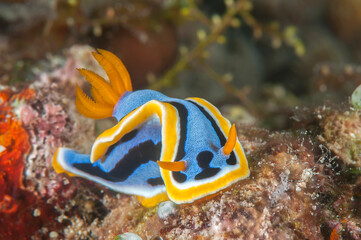 Closeup of a nudibranch, a colorful   beautiful sea slug  crawling on coral © Hans Gert Broeder