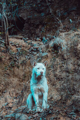 White Stray Dog Sitting on Muddy Mountain Ground in Winter, Hubei, China
