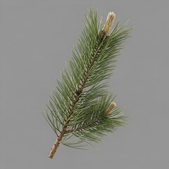 A single evergreen pine branch with vibrant green needles and developing cones is isolated against