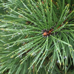 Close-up macro view of vibrant green pine needles glistening with numerous perfectly formed