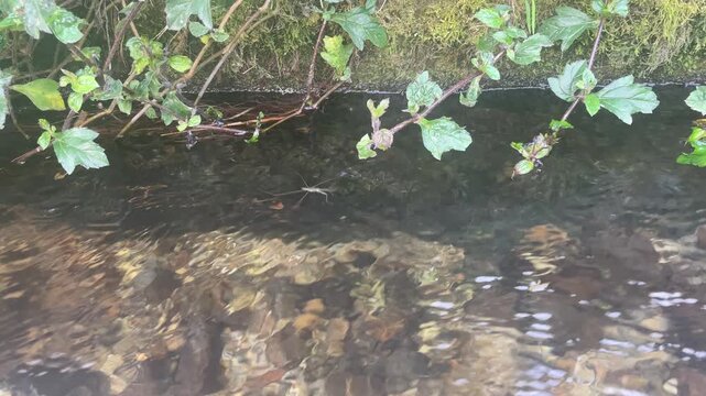 Cinematic close-up of a water strider gliding effortlessly on the surface of a crystal-clear stream, showcasing the phenomenon of water tension and the serene beauty of aquatic nature.